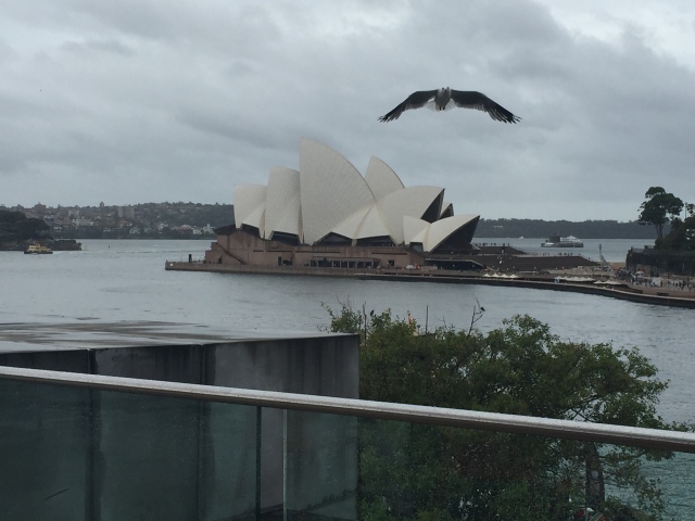 Sydney Opera House and Seagull